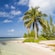 The sunny shoreline of Starfish Point Beach featuring palm trees and the Caribbean sea